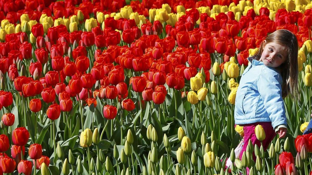 Una niña entre un campo de tulipanes rojos y amarillos.