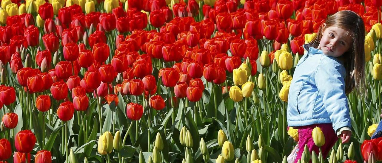 Una niña entre un campo de tulipanes rojos y amarillos.