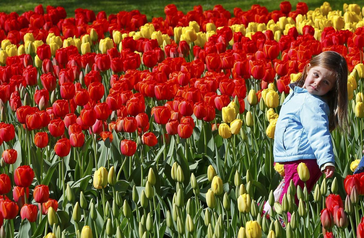 Una niña entre un campo de tulipanes rojos y amarillos.