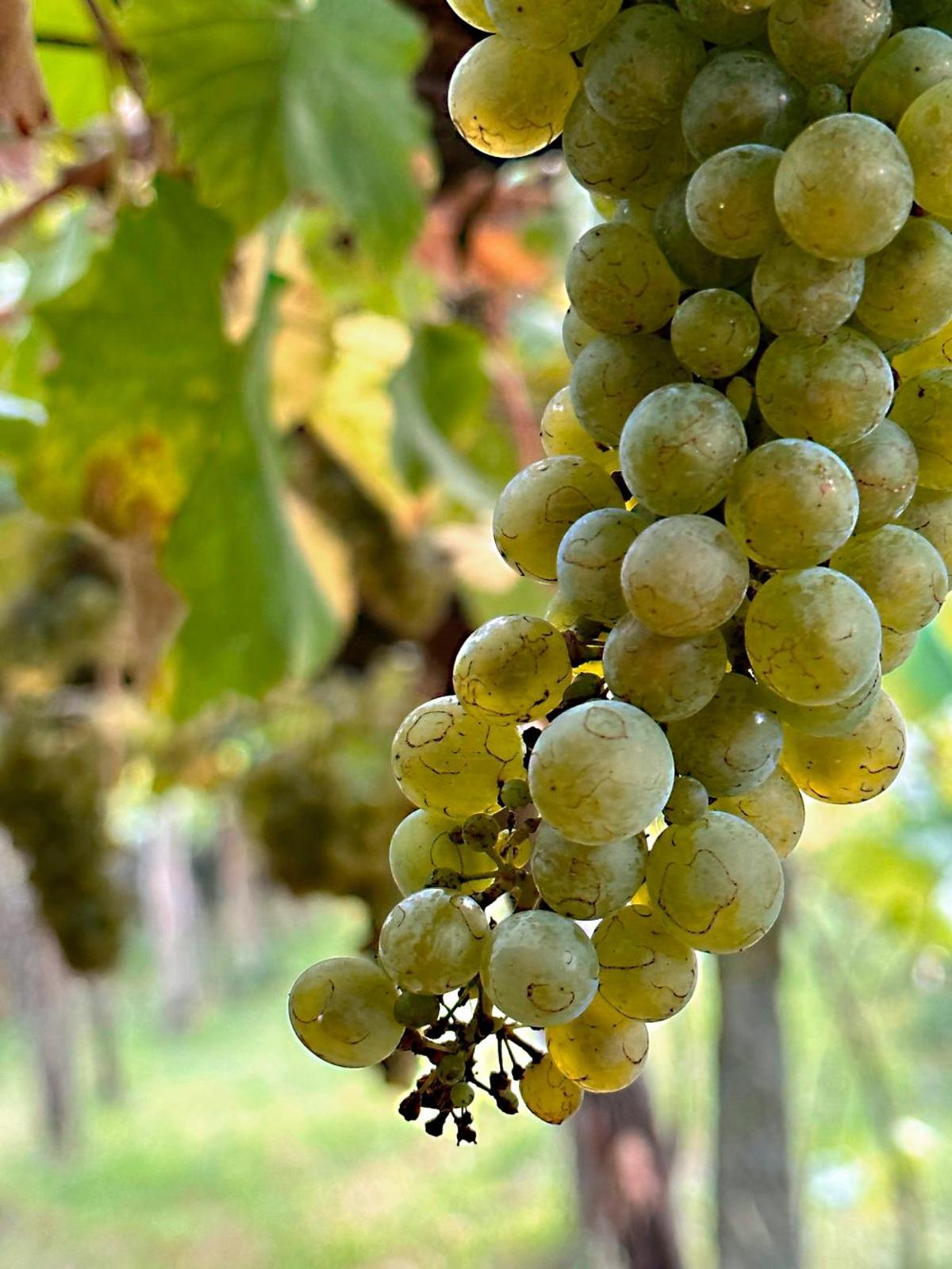 Bodega Cazapitas