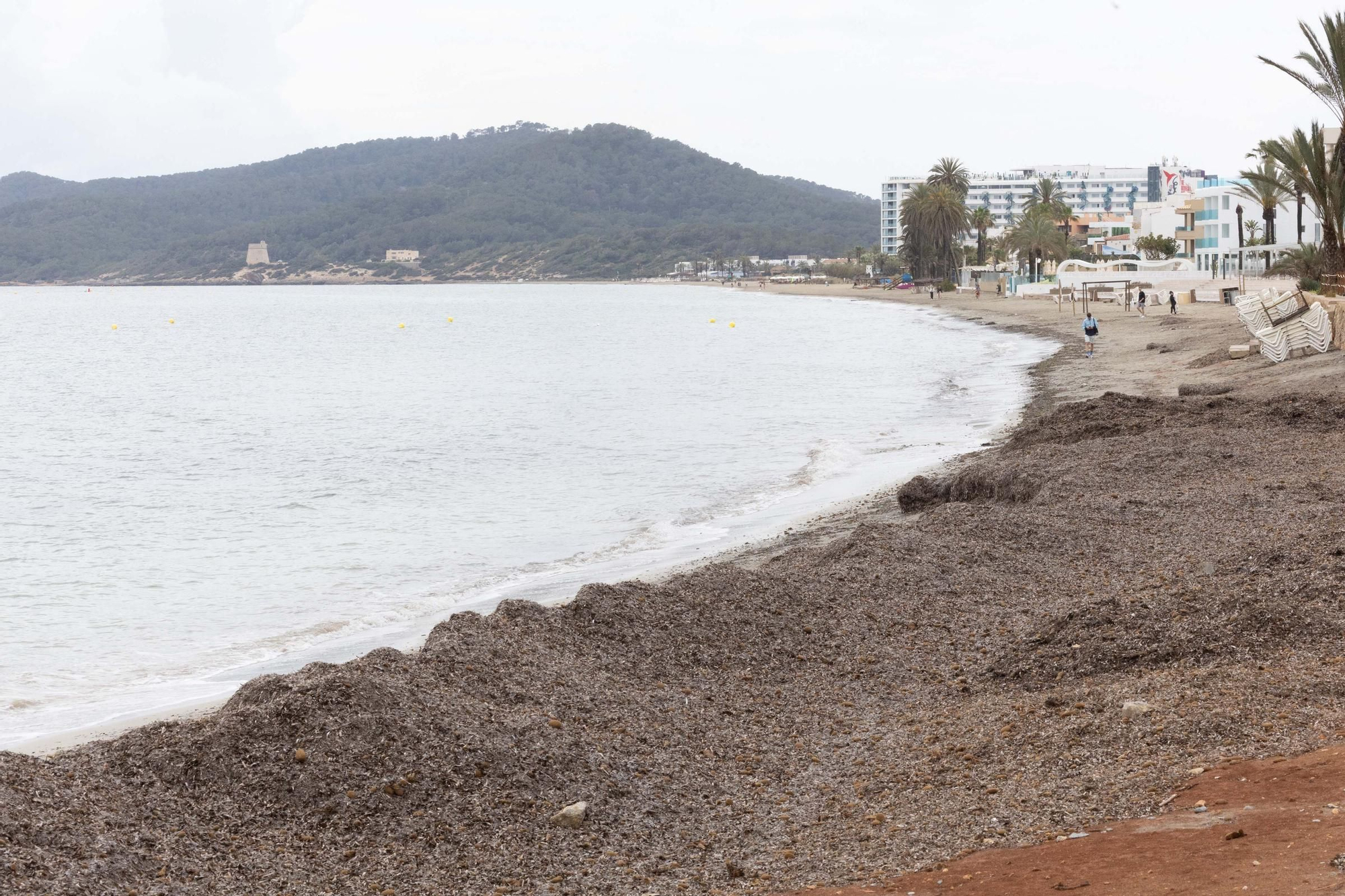 Posidonia en Platja d'en Bossa