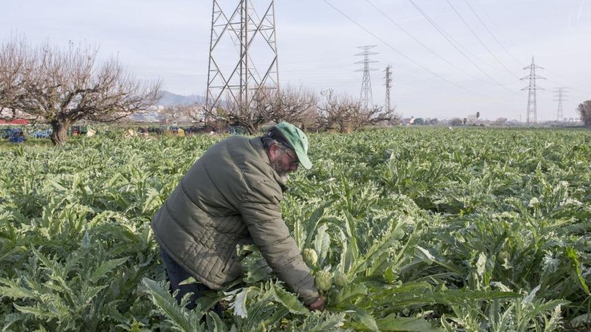 Un agricultor recoge alcachofas en un campo de cultivo en plena temporada.