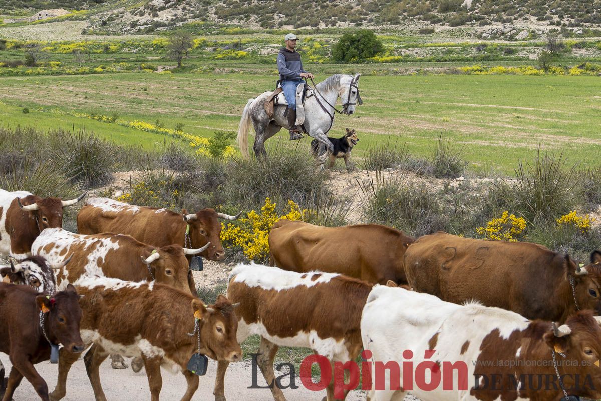 Jornada de Trashumancia en Caravaca