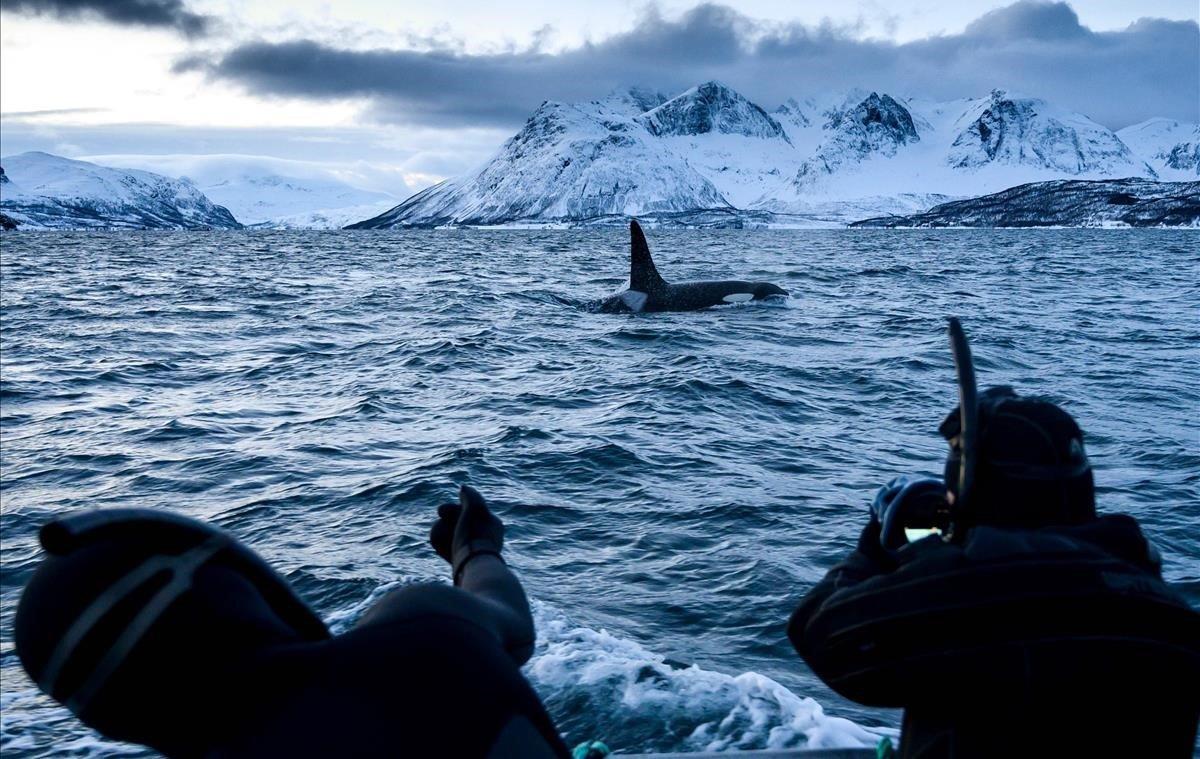 Orcas nadando cerca de la ciudad noruega de Tromso, el pasado 13 de enero