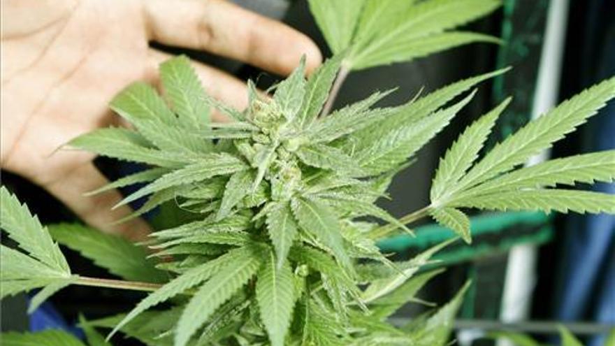 Tres detenidos por el cultivo de 67 plantas de marihuana en Benicarló