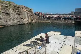 El Aquarium de A Coruña estrena sanatorio para sus focas: una piscina más profunda y zona para tratar dolencias