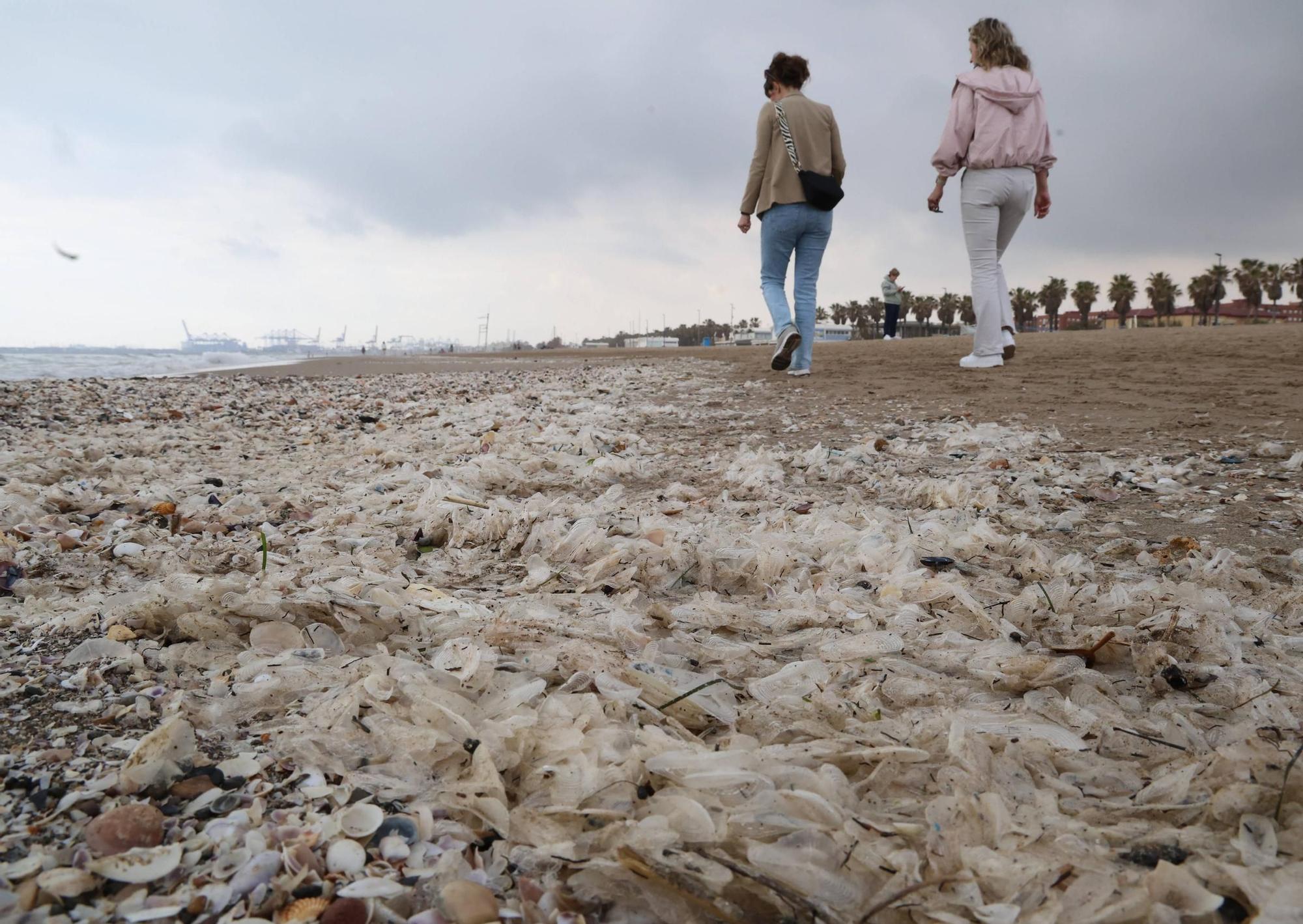 Los restos de la velella que han llegado a las playas del norte de València