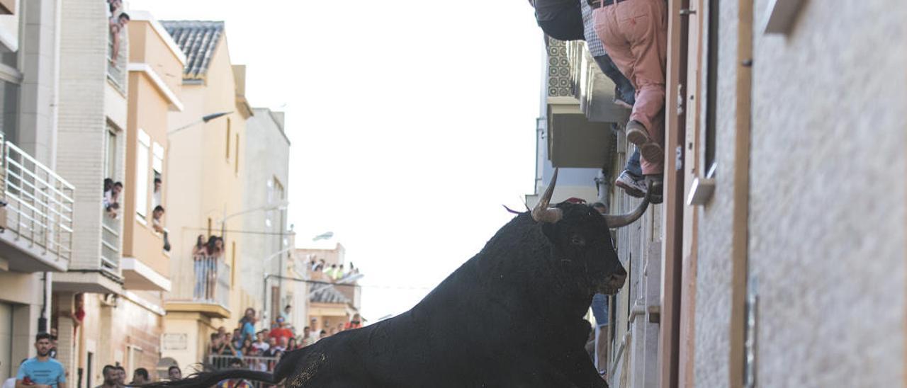 «Bous al carrer» en Foios celebrados en septiembre.