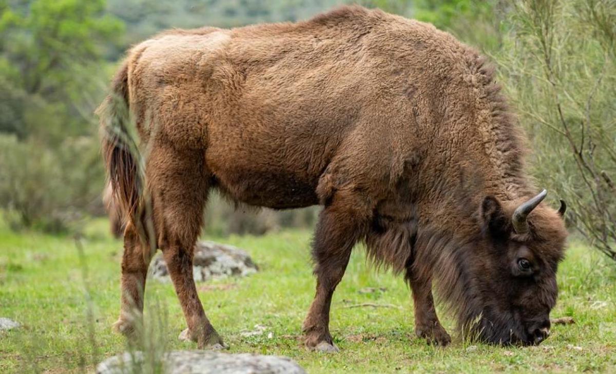 Uno de los bisontes de 'Bisonte Park', pastando.