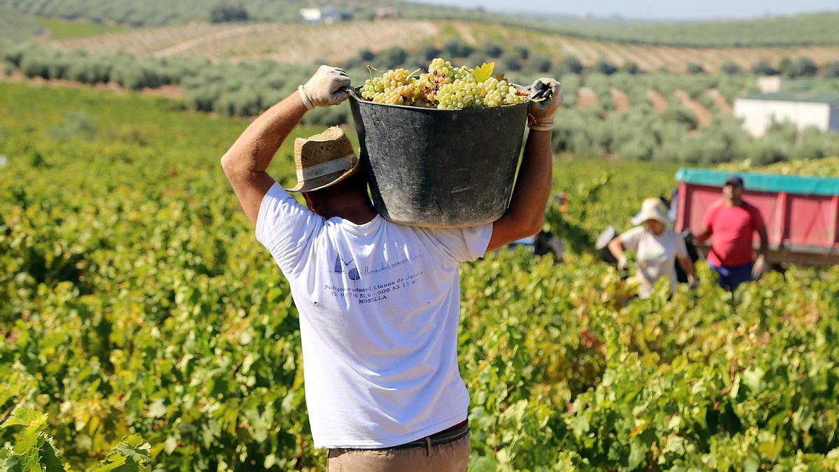 El acuerdo facilita el procedimiento para acceder a las ayudas para el sector del vino.
