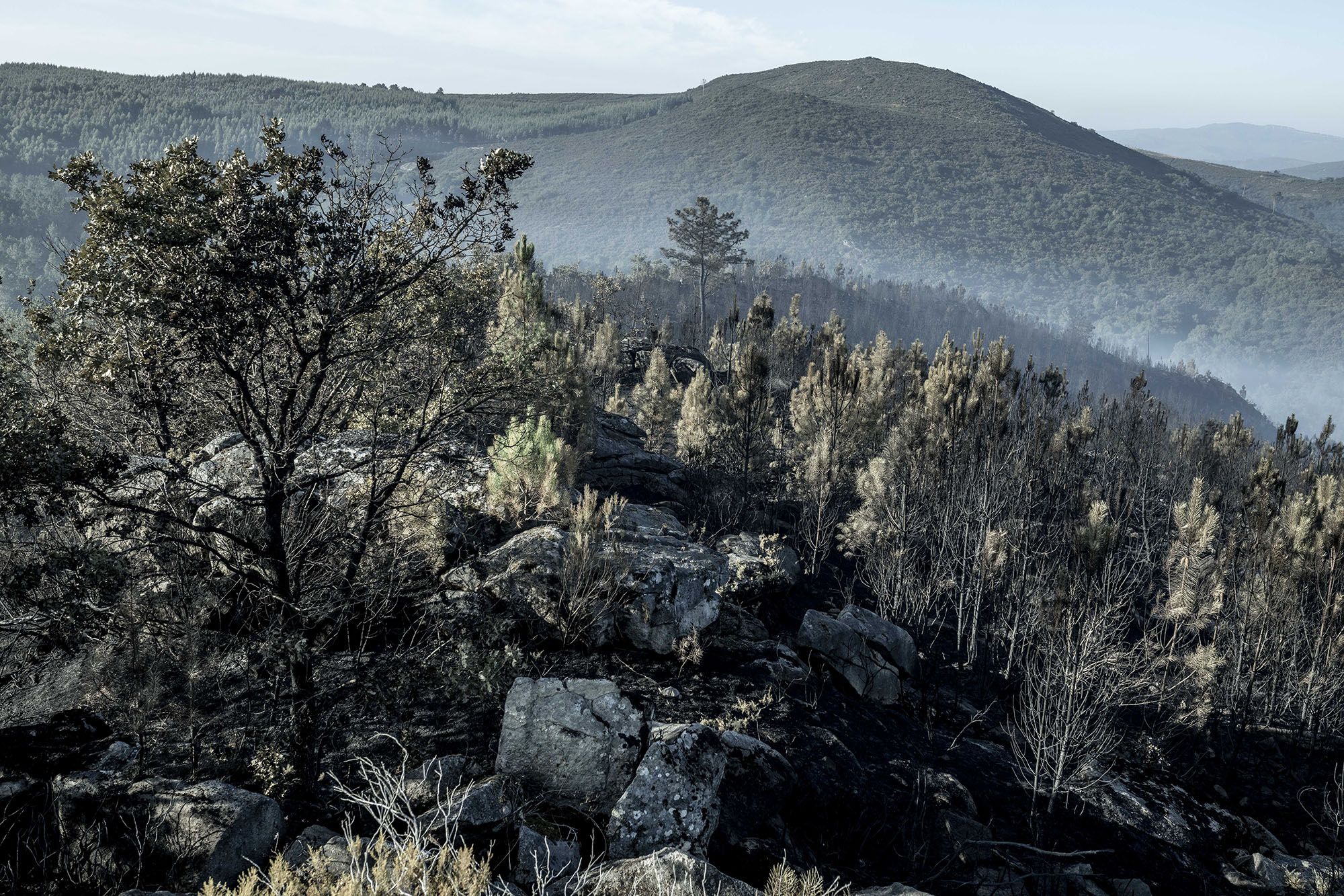 Pinares completamente destrozados por el fuego en O Irixo