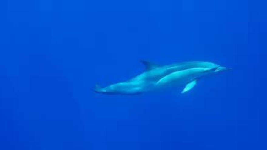 La danza de un delfín cautiva a Canarias