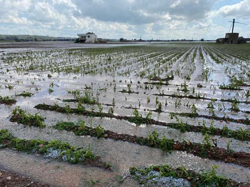 Una fuerte granizada a las 14:00 horas destroza la cosecha de patata de sa Pobla