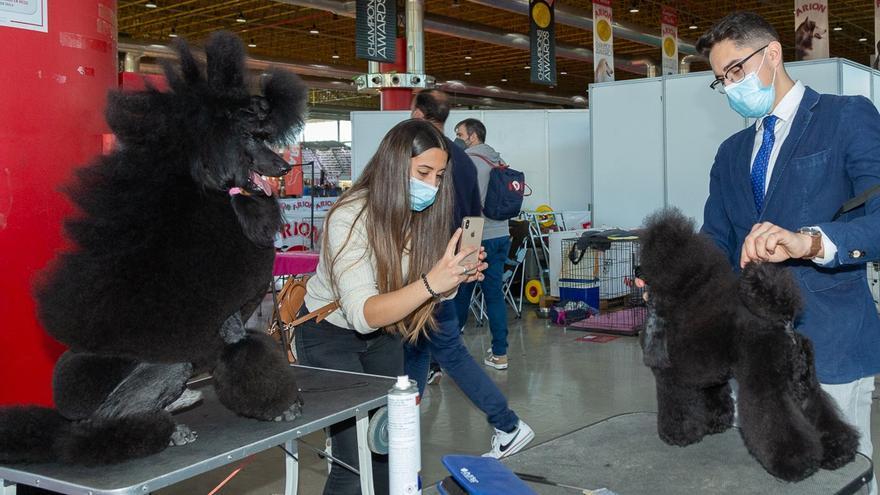 Las zonas de exposición y stands se alternarán con espacios y rings donde se llevarán a cabo las diferentes actividades y exhibiciones con las que cuenta el certamen.