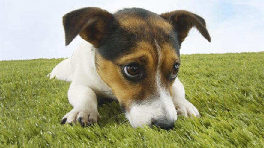 Las plantas más peligrosas para nuestras mascotas.