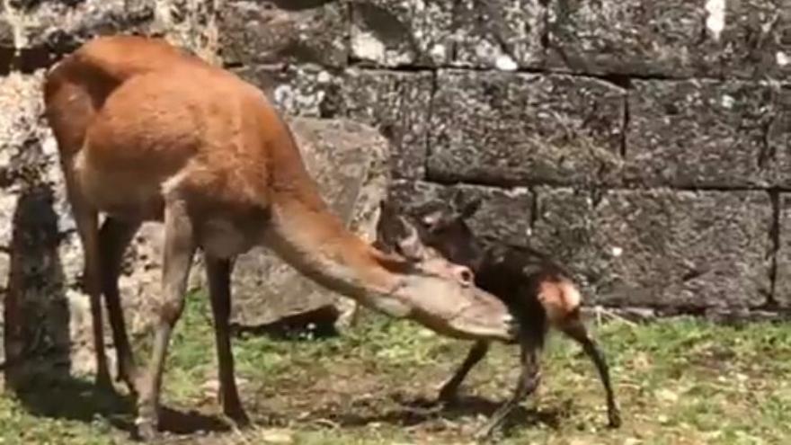 Cervatillo recién nacido en la ciudadela de Jaca