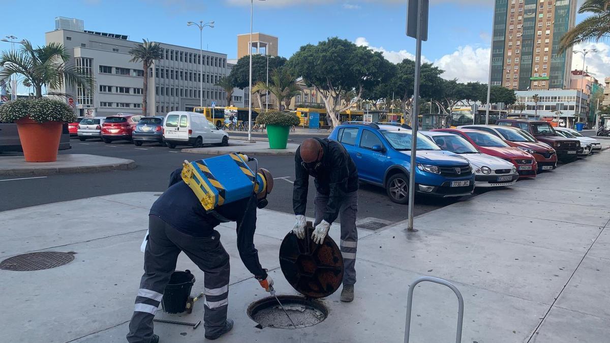 Dos operarios aplican pintura blanca insecticida en la plaza Manuel Becerra, en La Isleta.