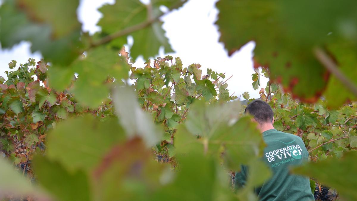 Cooperativa de Viver es un referente para el sector agrario en Castellón.