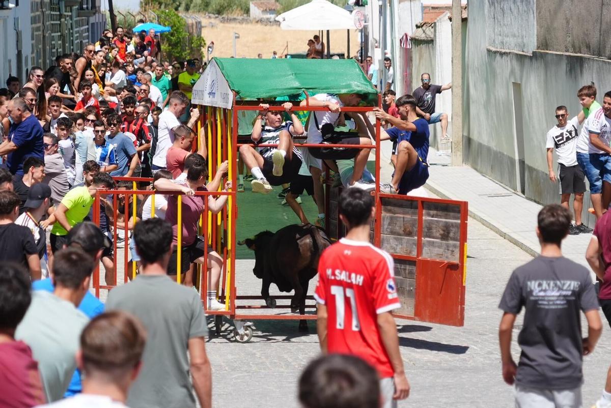Las vaquillas vuelven tomar la calle en la feria de Añora Las vaquillas vuelven tomar la calle en la feria de Añora