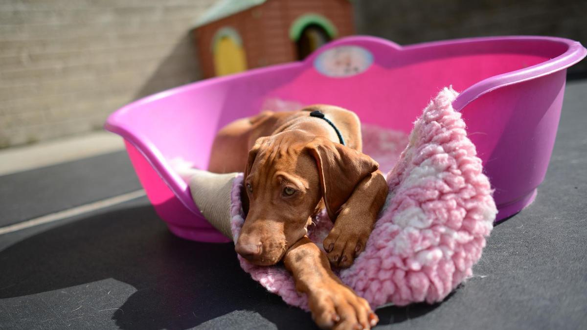 Puedes dejar a tu perro en tu casa si solo te vas unas horas o un par de días.