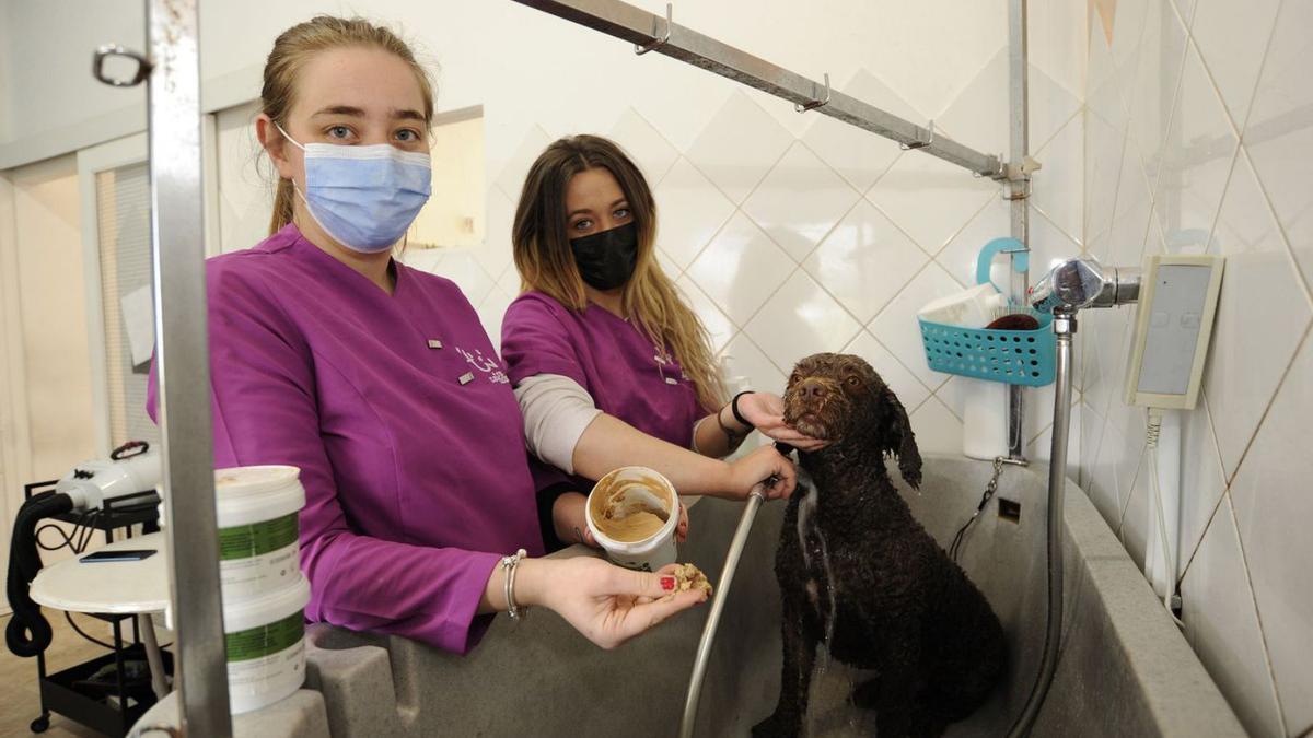 Un cliente del centro canino, recibiendo un tratamiento de barro.   | // BERNABÉ