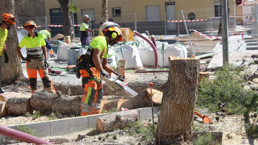 Talan siete pinos en un parque de Novelda ante el riesgo de caída