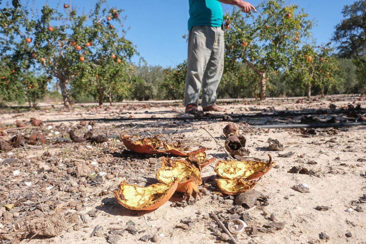 Daños en granados causados por jabalíes