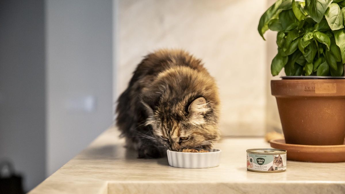 Lucia Santo Tomás, Veterinaria y Technical Product Manager de Natura Diet: "Muchos tutores siguen creyendo que la comida húmeda solo sirve como premio... nada más lejos de la realidad”