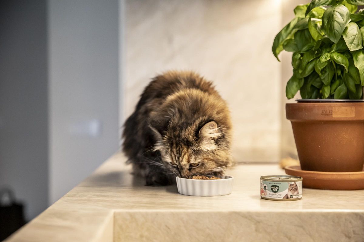 La comida de Natura Diet es perfecta para acompañar a tu gato en todas las etapas de su vida La comida de Natura Diet es perfecta para acompañar a tu gato en todas las etapas de su vida