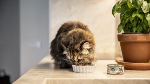 La comida de Natura Diet es perfecta para acompañar a tu gato en todas las etapas de su vida
