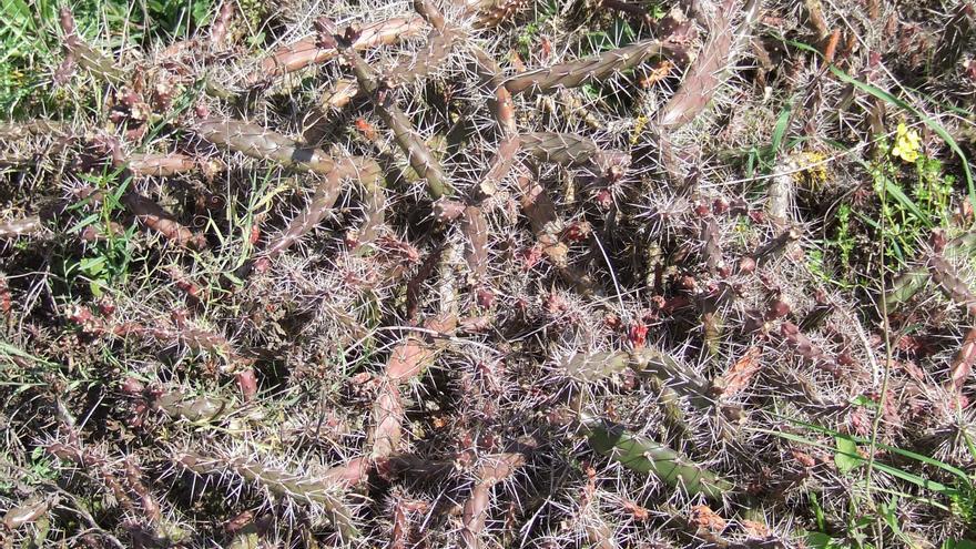 Pau elimina una espècie de cactus invasor que amenaçava d&#039;expandir-se pel Cap de Creus