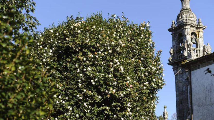 Ya es primavera en el Versalles Gallego