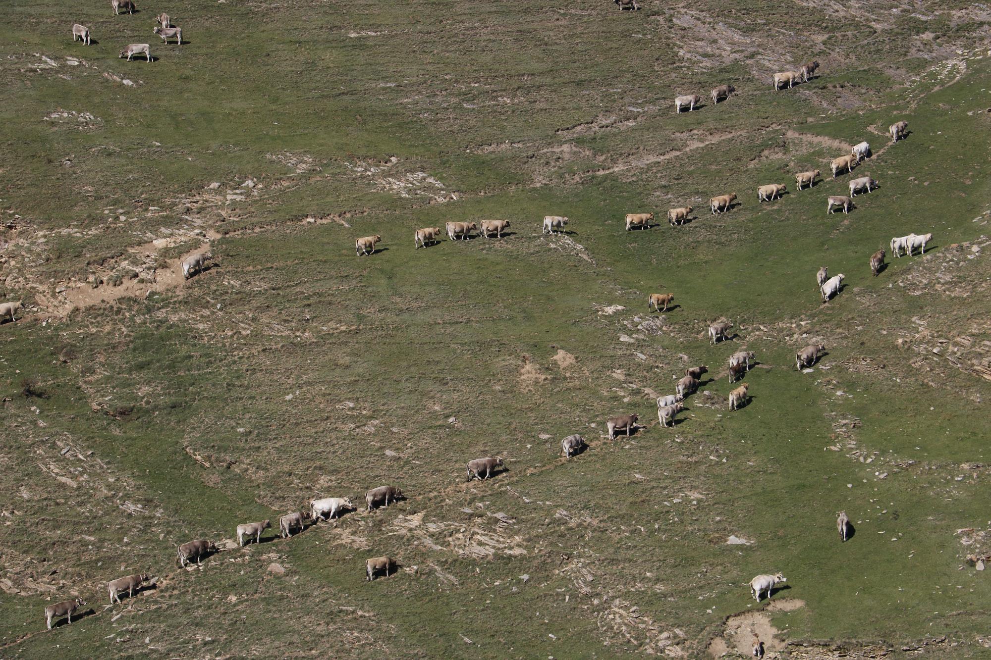 Vaquers del Berguedà, Cerdanya i el Solsonès recullen el seu bestiar de la muntanya