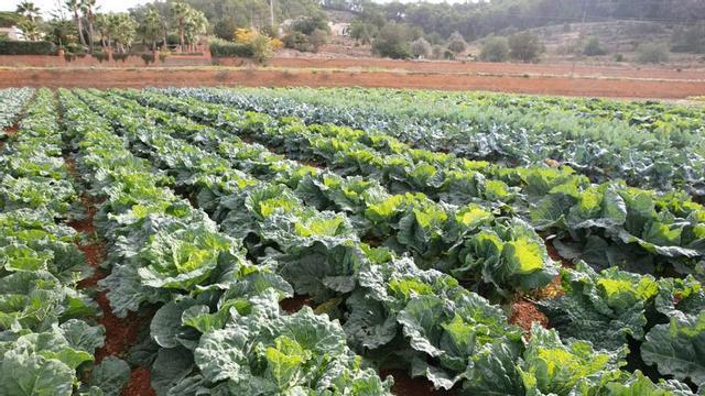 Imagen de archivo de un cultivo de col ibicenca en la finca de Can Murtera.