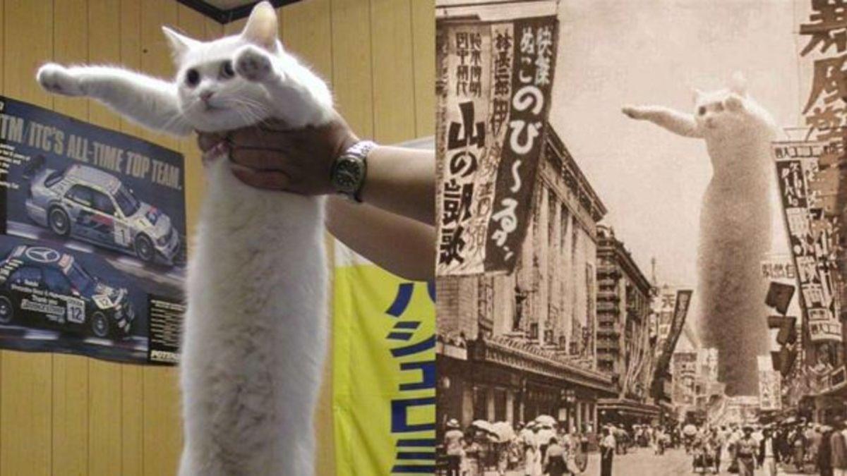 El meme 'Longcat' se hizo famoso a principios de los 2000 entre los internautas.