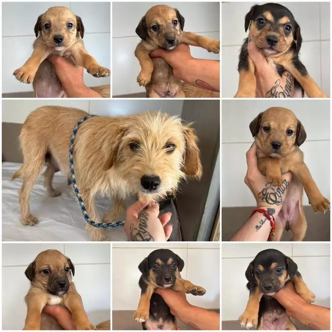 Buscan un nuevo hogar para siete cachorros abandonados en Turís