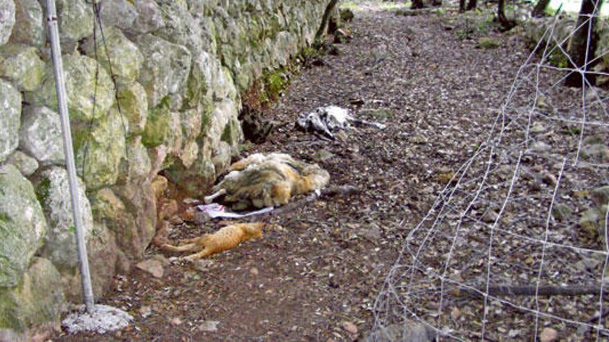 Los restos de un gato y dos ovejas en el carretera vieja de Lluc a Pollença, a la altura de Ca na Borrassa.