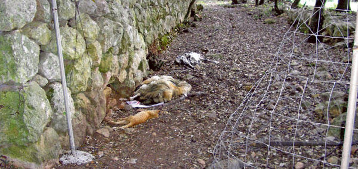 Los restos de un gato y dos ovejas en el carretera vieja de Lluc a Pollença, a la altura de Ca na Borrassa.