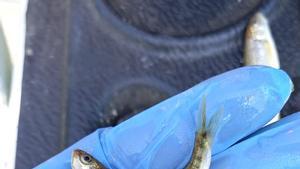 Un vertido de purines al río Abella acaba con 200 peces muertos