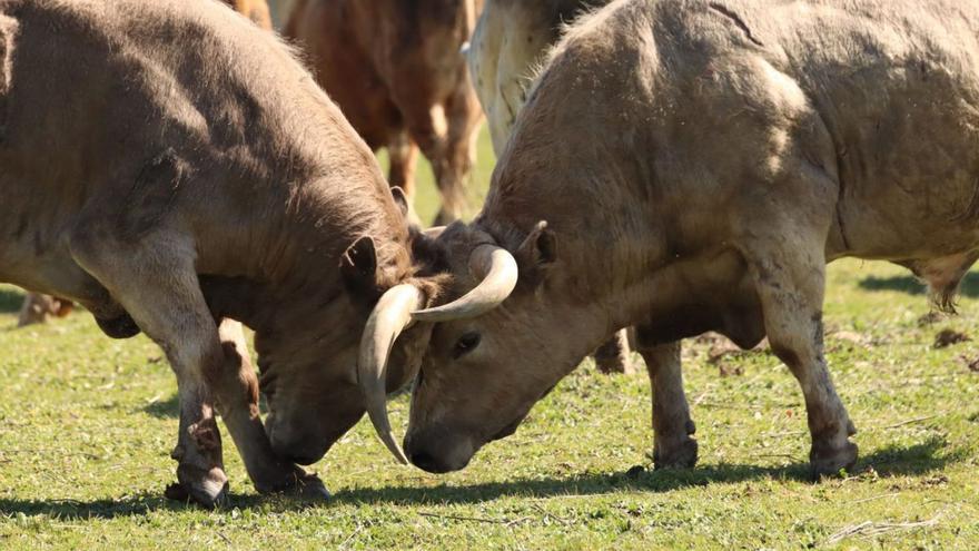 Toros de Zamora para los encierros de &quot;Pamplona la chica&quot;