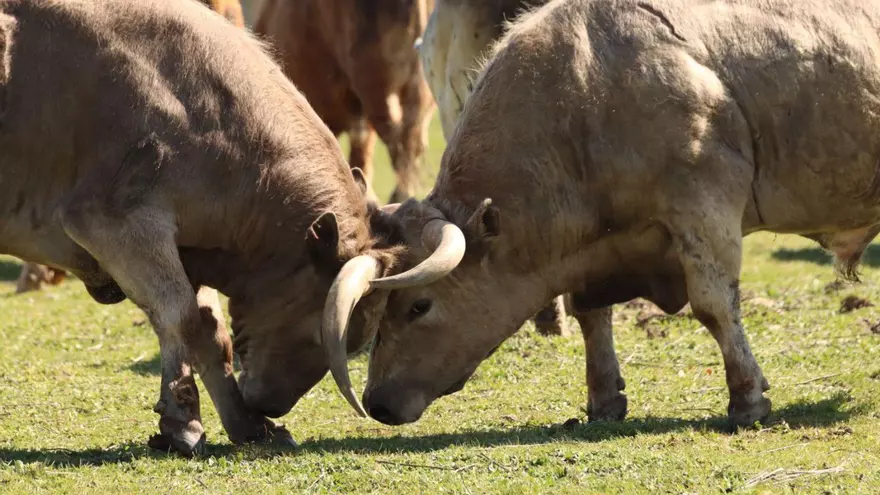 Toros de Zamora para los encierros de "Pamplona la chica"