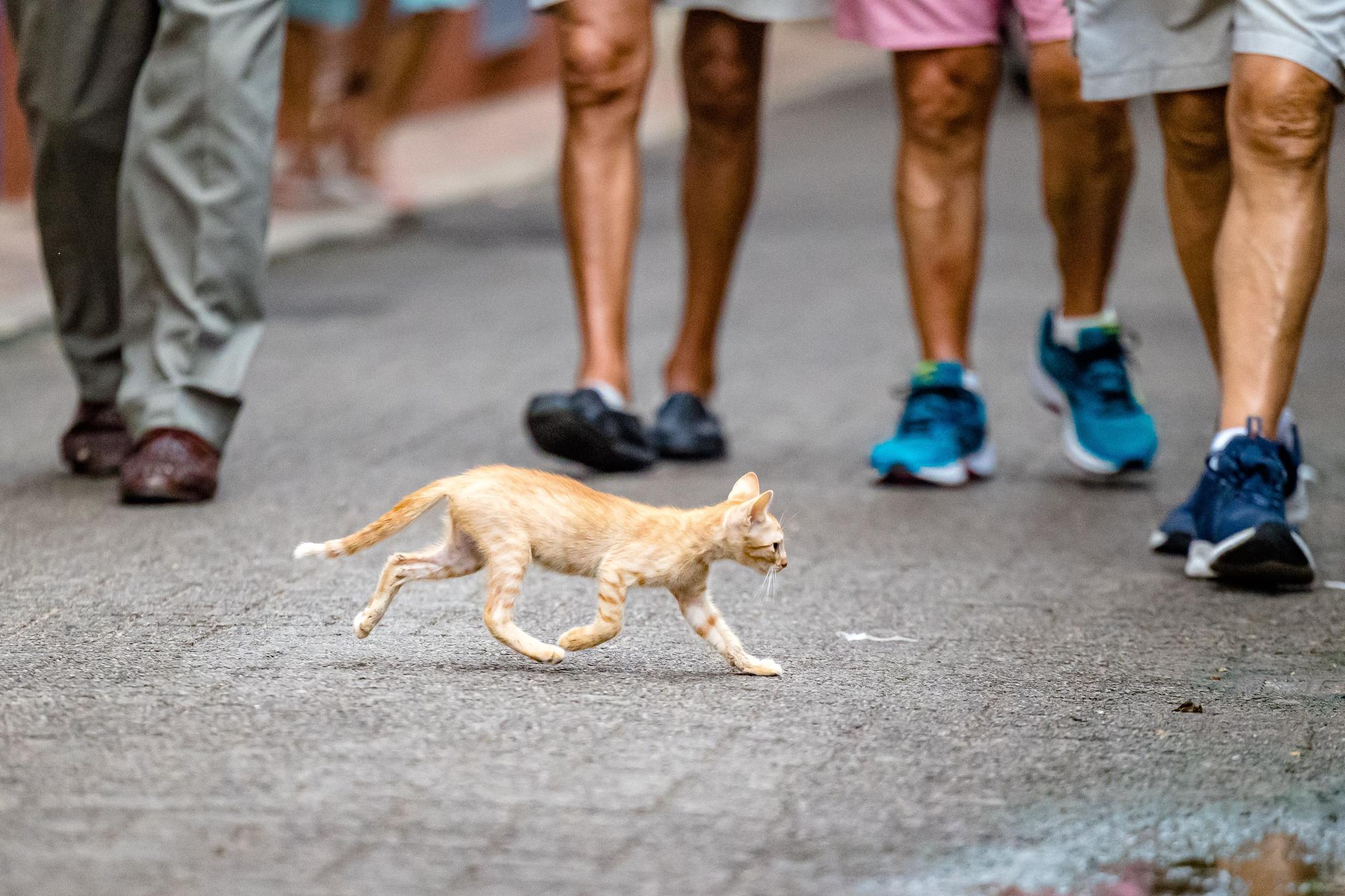 Los gatos toman las calles de Benidorm