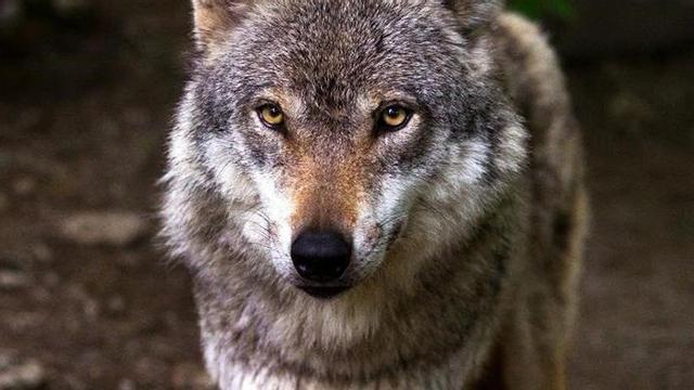 Asturias blinda por decreto el control del lobo y retoma las extracciones tras el varapalo judicial