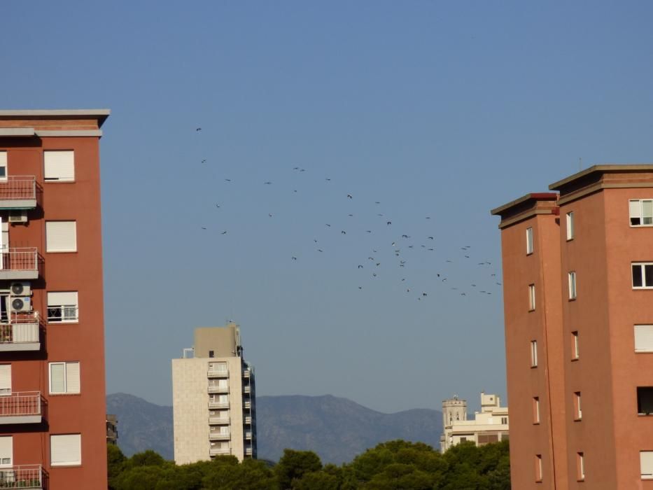 Una seixantena de cigonyes sobrevolen Figueres