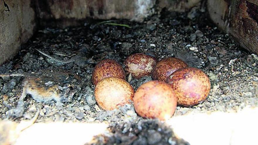 Una puesta de seis huevos junto a un topillo muerto.