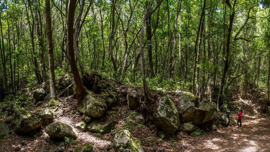 El Cabildo de Tenerife dedica más de medio millón de euros a los senderos y árboles frutales de Teno