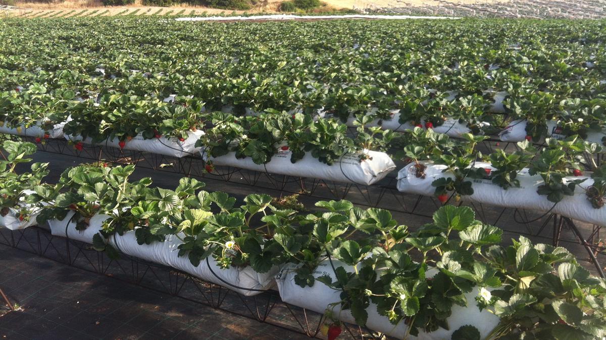 Cultivo de fresas en Manacor.