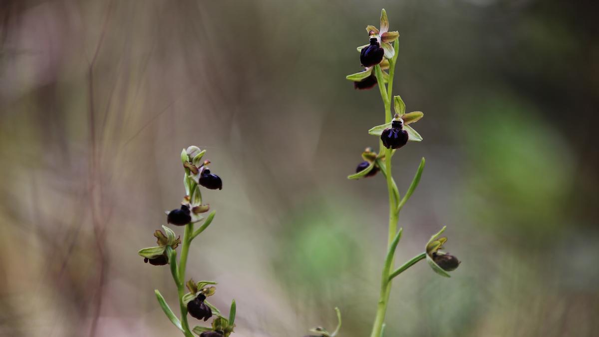 Reportaje de la lucha de los ecologistas de Castelldefels para proteger el area natural de la laguna o 'estany de l'Olla del Rei'