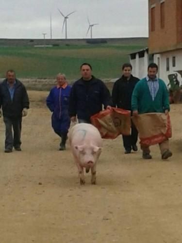 Matanza tradicional en Monfarracinos