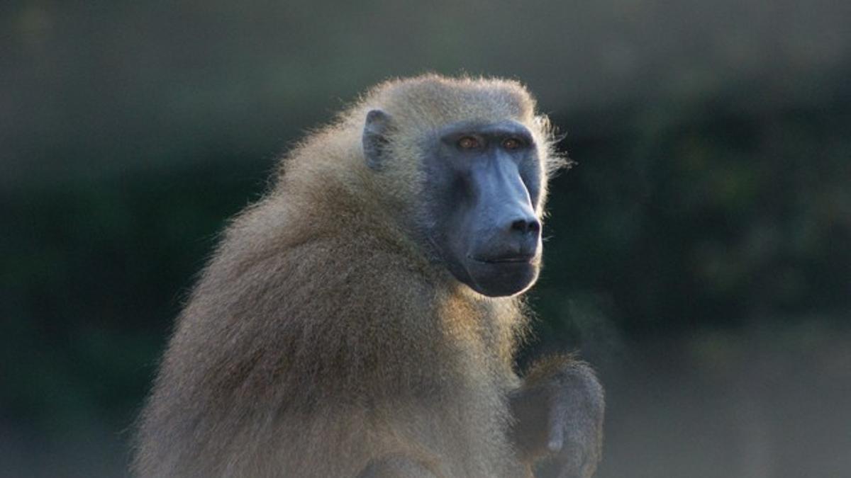 Uno de los babuinos que ha participado en el estudio de investigadores franceses.